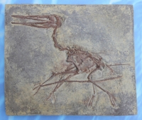 Pterodactylus kochi, the walking pterosaur specimen #3