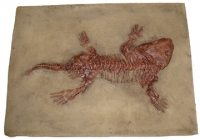 Seymouria, amphibian skeleton