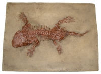 Seymouria, amphibian skeleton