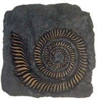 Helicoprion, whorl-tooth shark