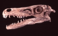 Velociraptor mongoliensis, skull, life-size AS SEEN ON TV