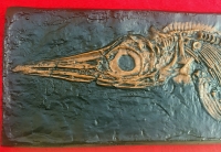 Ichthyosaur, marine reptile