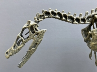 Velociraptor Skeleton 1/3 Scale Model LAST ONE