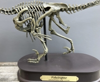 Velociraptor Skeleton 1/3 Scale Model LAST ONE