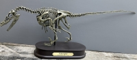 Velociraptor Skeleton 1/3 Scale Model LAST ONE