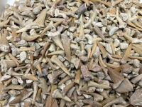 Real Fossil Shark Teeth Mix, Morocco (1 pound bulk)