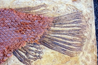 Lepisosteus (Garfish Skeleton) Green River  Formation