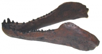 Dimetrodon, skull & jaws