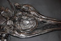 Ichthyosaur, marine reptile skeleton