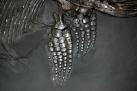 Ichthyosaur, marine reptile skeleton