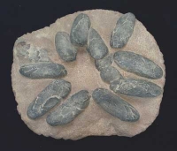 Theropod Dinosaur Egg Nest With 12 Eggs