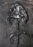 Platyrhinops (Amphibamus) lyelli, early amphibian skeleton