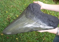 Megalodon Tooth (giant 17 inch sculpture) Otodus megalodon