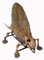 Dimetrodon skeleton, over 6 feet long