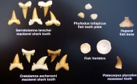 Fossil Shark Teeth, Fish, Reptile & Bones from Morocco,  Poster