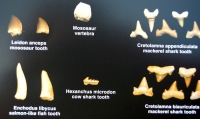 Fossil Shark Teeth, Fish, Reptile & Bones from Morocco,  Poster